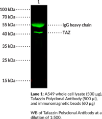 Tafazzin Polyclonal Antibody