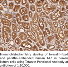 Tafazzin Polyclonal Antibody