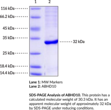 ABHD10 (human, recombinant) (Abhydrolase Domain-containing 10, Acyl-protein Thioesterase ABHD10, α/β-Hydrolase Domain-containing Protein 10, Mitochondrial, Mycophenolic Acid Acyl-glucuronide Esterase, Palmitoyl-protein Thioesterase ABHD10, Mitochondrial)