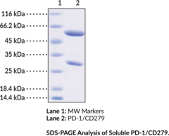 PD-1/CD279 Recombinant Monoclonal Antibody (Pembrolizumab) (CD279, PDCD1, Programmed Cell Death Protein 1)