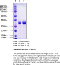 Raptin (human, recombinant) (Raptin Hormone Derived From RCN2, C-terminus Cleaved From Reticulocalbin-2 (RCN2) (25-246))