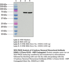 4-hydroxy Nonenal Monoclonal Antibody (HNEJ-1/Clone IG10) - HRP Conjugated (4-HNE)
