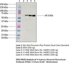 4-Hydroxy Nonenal [HNEJ-1] Monoclonal Antibody (Clone IG10) - Biotinylated (4-HNE)