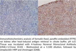 4-Hydroxy Nonenal [HNEJ-1] Monoclonal Antibody (Clone IG10) - Biotinylated