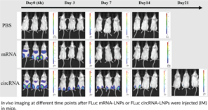 Firefly Luciferase circRNA