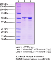 Vimentin (G147R mutant; human, recombinant)