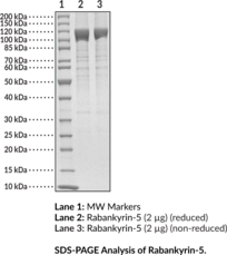 Rabankyrin-5 (human, recombinant) (Ankyrin Repeat and FYVE Domain-containing Protein 1, Ankyrin Repeats Hooked To A Zinc Finger Motif, Rank-5)