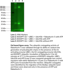 Rabankyrin-5 (human, recombinant)