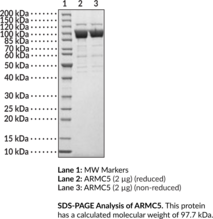 ARMC5 (human, recombinant) (Armadillo Repeat-containing Protein 5)