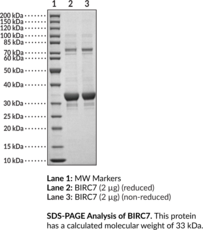 BIRC7 (human, recombinant) (Baculoviral IAP Repeat-containing Protein 7, Kidney Inhibitor of Apoptosis Protein, KIAP, Livin, Melanoma Inhibitor of Apoptosis Protein, ML-IAP, RING Finger Protein 50, RING-type E3 Ubiquitin Transferase BIRC7, RNF50)