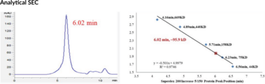 BIRC7 (human, recombinant)