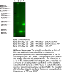 BIRC7 (human, recombinant)