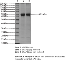 BRAP (human, recombinant) (BRAP23, BRCA1-associated protein, Impedes Mitogenic Signal Propagation, IMP, Renal Carcinoma Antigen NY-REN-63, RING Finger Protein 52, RING-type E3 Ubiquitin Transferase BRAP2)