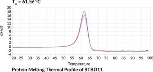 BTBD11 (human, recombinant)