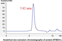 BTBD11 (human, recombinant)