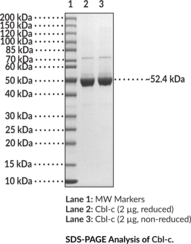 Cbl-c (human, recombinant) (Casitas B-lineage Lymphoma Proto-oncogene C, CBLC, Cbl-3, Cbl Proto-oncogene C, Cbl-SL, RNF57, RING Finger Protein 57, E3 Ubiquitin-protein Ligase Cbl-c)