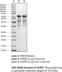 CHFR (human, recombinant) (Checkpoint with Forkhead and RING Finger Domains Protein, E3 Ubiquitin-protein Ligase CHFR, RING Finger Protein 196, RING-type E3 Ubiquitin Transferase CHFR, RNF196)