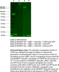CHFR (human, recombinant)