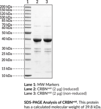 CRBNmidi (human, recombinant) (Cereblonmidi)