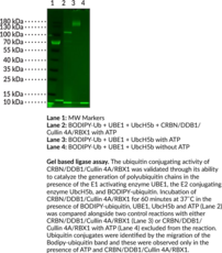 CRBN/DDB1/Cullin 4A/RBX1 Complex (human, recombinant)