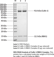 Cullin 1/RBX1 Complex (human, recombinant) (Cullin 1, CUL1, Cul-1, RBX1, E3 Ubiquitin-protein Ligase RBX1, E3 Ubiquitin-protein Transferase RBX1, Regulator of Cullins-1, RING Box Protein 1, RING Finger Protein 75, RNF75, ROC1, Protein ZYP)
