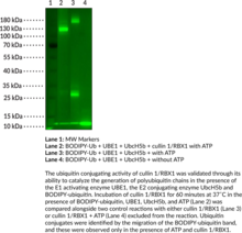 Cullin 1/RBX1 Complex (human, recombinant)