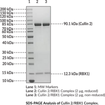Cullin 2/RBX1 Complex (human, recombinant) (CUL2, E3 Ubiquitin-protein Ligase RBX1, E3 Ubiquitin-protein Transferase RBX1, Protein ZYP, Regulator of Cullins-1, RING Box Protein 1, RING Finger Protein 75, RNF75, ROC1)