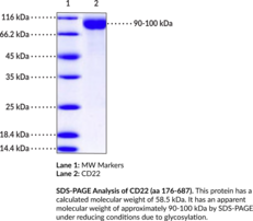 CD22 (aa 176-687) (human, recombinant) (B Cell Receptor CD22, B-lymphocyte Cell Adhesion Molecule, BL-CAM, Sialic Acid-binding Ig-like Lectin 2, Siglec-2, T Cell Surface Antigen Leu-14)