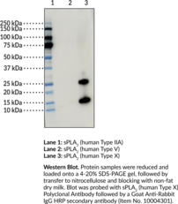 sPLA2 (human Type X) Polyclonal Antibody (Group 10 Secretory Phospholipase A2, GXPLA2, Phosphatidylcholine 2-Acylhydrolase 10, Secretory Phospholipase A2 (human Group X), sPLA2-X)