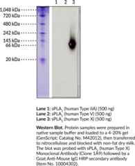 sPLA2 (human Type X) Monoclonal Antibody (Clone 1A9) (Group 10 Secretory Phospholipase A2, GXPLA2, Phosphatidylcholine 2-Acylhydrolase 10, PLA2G10, Secretory Phospholipase A2 (human Group X), sPLA2-X)