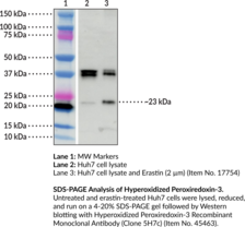 Hyperoxidized Peroxiredoxin-3 Recombinant Monoclonal Antibody (Clone 5H7c) (Antioxidant Protein 1, AOP-1, MER5 Homolog, Mitochondrial Thioredoxin-dependent Peroxide Reductase, Peroxiredoxin III, PRDX3, Prx3)