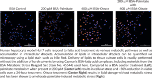 BSA Metabolic Stress Reagent Set (Palmitate and Oleate BSA Complexes)