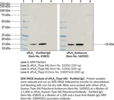 sPLA2 (human Type IIA) Polyclonal Antibody - Purified IgG (GIIC sPLA2, Group IIA Phospholipase A2, Non-pancreatic Secretory Phospholipase A2, Phosphatidylcholine 2-acylhydrolase 2A, PLA2G2A, sPLA2-IIA, Secretory Phospholipase A2 (Group IIA))
