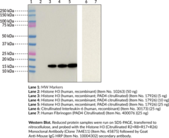 Histone H3 (Citrullinated R2+R8+R17+R26) Monoclonal Antibody (Clone 7A4E11) (Citrullinated Histone H3 (R2, R8, R17, R26), H3R26Cit)