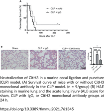 Histone H3 (Citrullinated R2+R8+R17+R26) Monoclonal Antibody (Clone 7A4E11)
