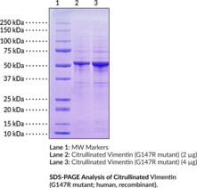 Citrullinated Vimentin (G147R mutant; human, recombinant)