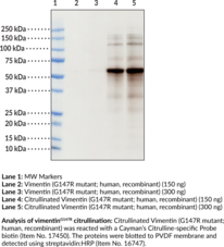 Citrullinated Vimentin (G147R mutant; human, recombinant)