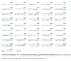 Citrullinated Vimentin (G147R mutant; human, recombinant)