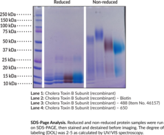 Cholera Toxin B Subunit (recombinant) - 488 (Cholera Enterotoxin B Chain, Cholera Enterotoxin Gamma Chain, Cholera Enterotoxin Subunit B, Choleragenoid, CTB, CTxB)