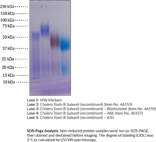 Cholera Toxin B Subunit (recombinant) - Biotinylated (Cholera Enterotoxin B Chain, Cholera Enterotoxin Subunit B, Choleragenoid, CTB, CTxB)
