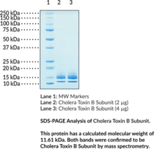 Cholera Toxin B Subunit (recombinant) (Cholera Enterotoxin B Chain, Cholera Enterotoxin Gamma Chain, Cholera Enterotoxin Subunit B, Choleragenoid, CTB, CTxB)