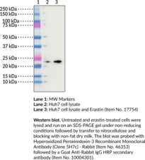 Hyperoxidized Peroxiredoxin-3 Recombinant Monoclonal Antibody (Clone 5H7c) - Rabbit (Antioxidant Protein 1, AOP-1, MER5 Homolog, Mitochondrial Thioredoxin-dependent Peroxide Reductase, Peroxiredoxin III, PRDX3, Prx3)