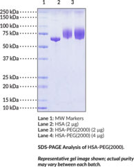HSA-PEG(2000) (HSA-PEG(2K), Human Serum Albumin-Polyethylene Glycerol(2000), PEGylated Human Serum Albumin, m-Polyethylene Glycol-NHS ester HSA)