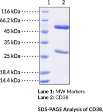 CD38 Recombinant Monoclonal Antibody (ADP-ribosyl Cyclase 1, cADPR Hydrolase 1, Cyclic ADP-ribose Hydrolase 1, Daratumumab, CAS Number: 945721-28-8)
