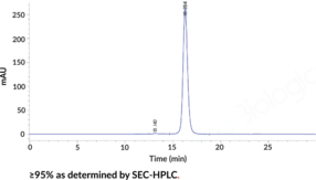 CD38 Recombinant Monoclonal Antibody