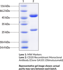CD20 Recombinant Monoclonal Antibody (Clone GA101 (Obinutuzumab)) (B-lymphocyte Cell-surface Antigen B1, Membrane-spanning 4-domains Subfamily A Member 1)