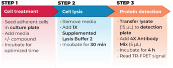 THUNDER™ Total STAT3 TR-FRET Cell Signaling Assay Kit