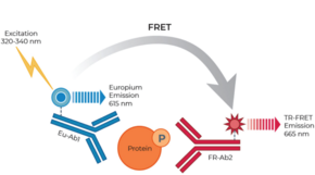 THUNDER™ Phospho-eIF2α (S51) TR-FRET Cell Signaling Assay Kit