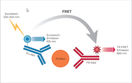 THUNDER™ Total eIF2α TR-FRET Cell Signaling Assay Kit