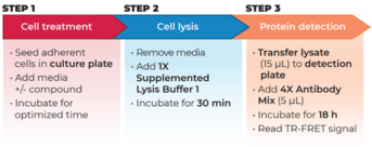 THUNDER™ Total eIF2α TR-FRET Cell Signaling Assay Kit